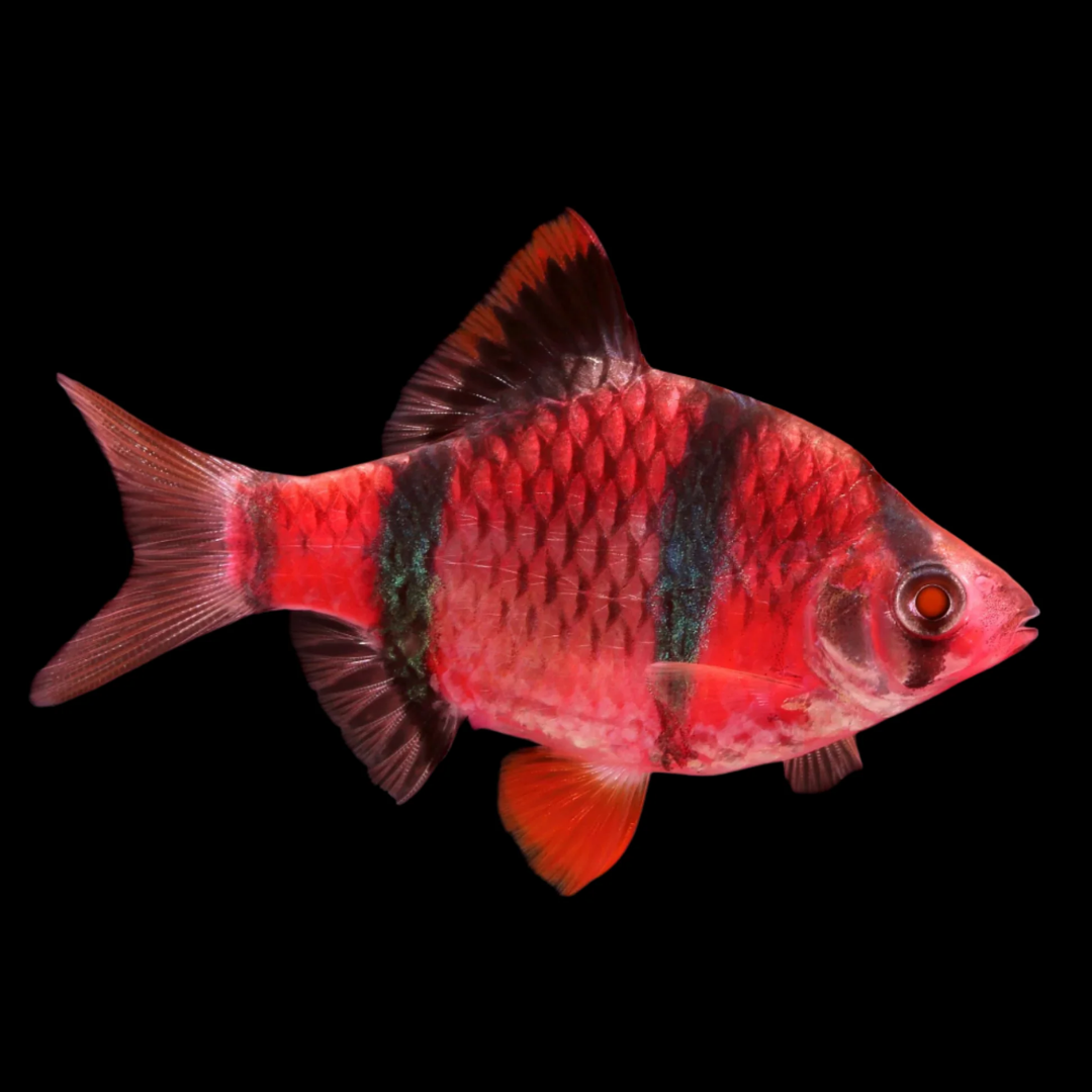 GMO Tiger Barb - alternate view 4