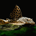 Para L75 Pleco