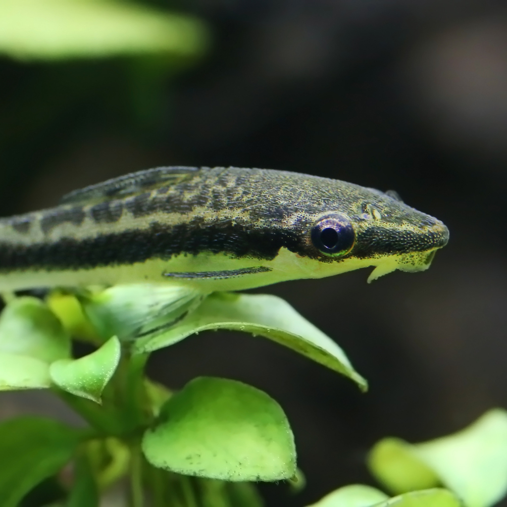 Otocinclus Catfish