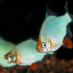 Tiger Barb
