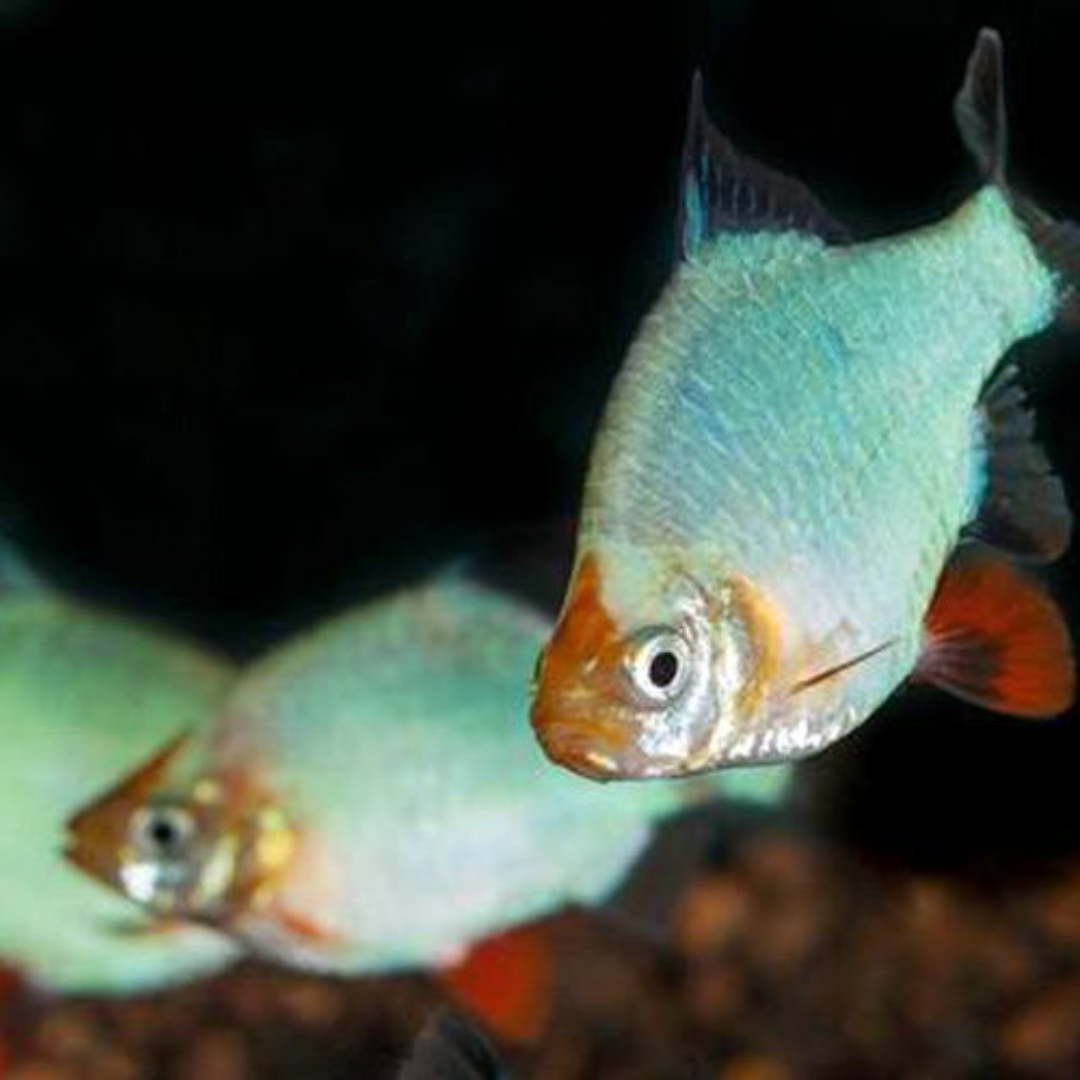 Tiger Barb