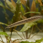 Spiny Eel - Banded
