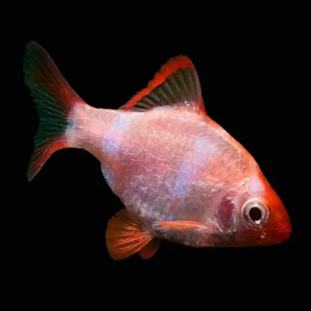 GMO Tiger Barb - alternate view 5