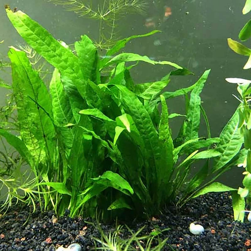 Java Fern (Microsorum pteropus)