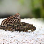 Common Pleco