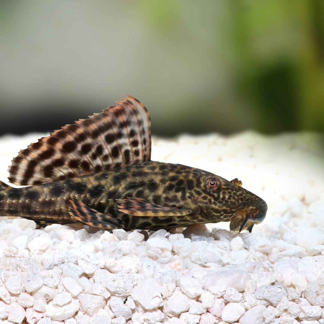 Common Pleco