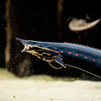 Fire Eel
