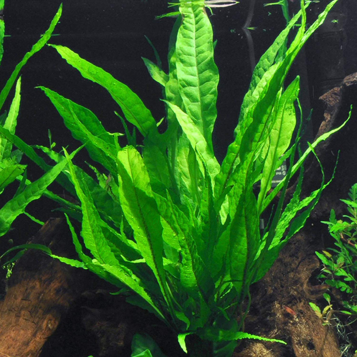 Java Fern (Microsorum pteropus) aquarium plant