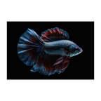 Betta Half Moon - Assorted