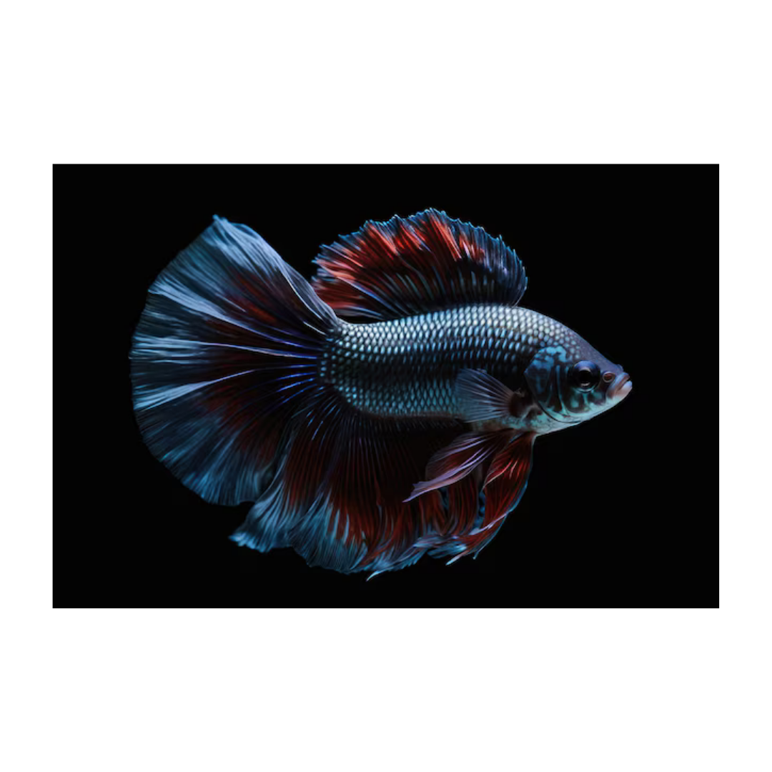 Betta Half Moon - Assorted