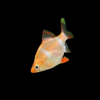 GMO Tiger Barb - alternate view 6