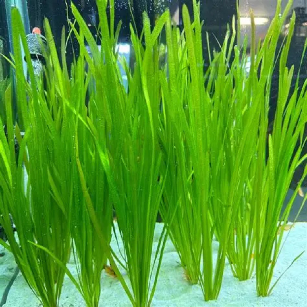 Vallisneria Spiralis (Spiral Vallis)