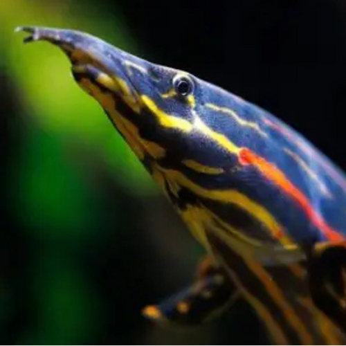 Fire Eel