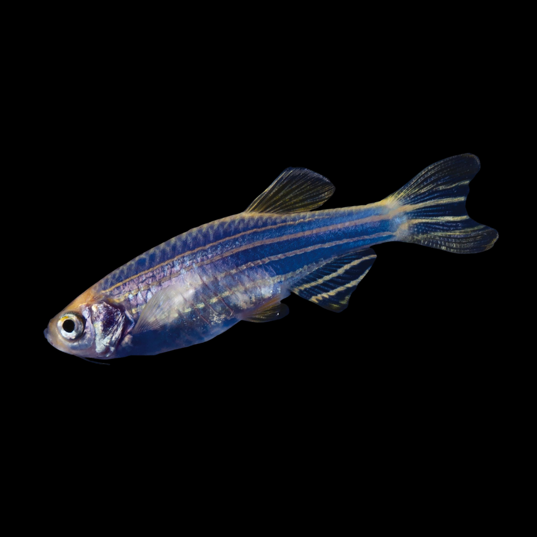 GMO Danio