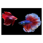 Betta Half Moon - Assorted