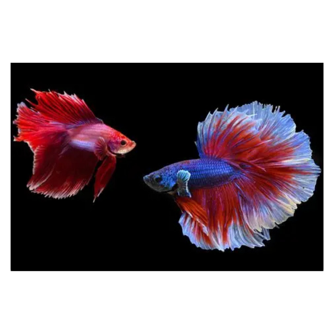 Betta Half Moon - Assorted