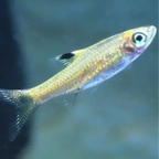 Rasbora - Emerald Eye