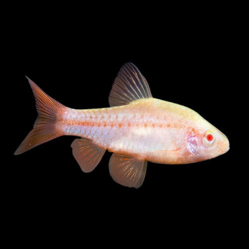 Cherry Barb