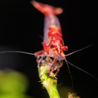 Rili Red Shrimp - alternate view 3