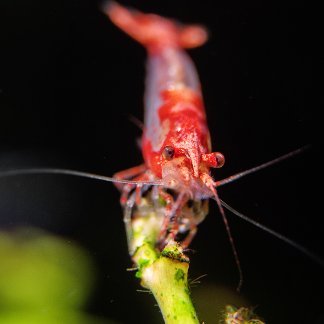 Rili Red Shrimp - alternate view 3