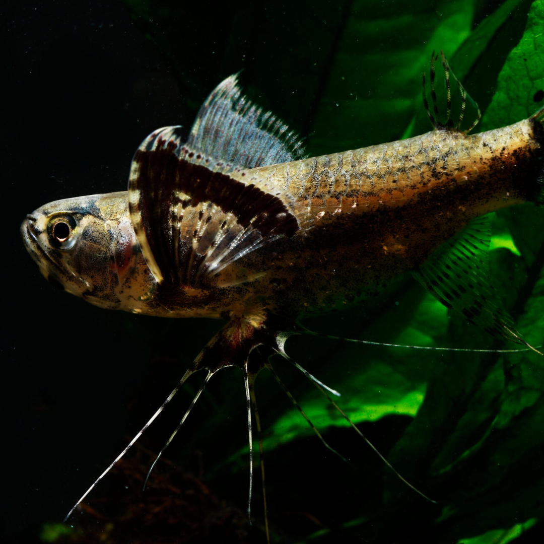 African Butterfly Fish in a freshwater aquarium