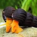 Rabit Poso Orange Snail