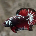 Red Samurai Plakat Betta