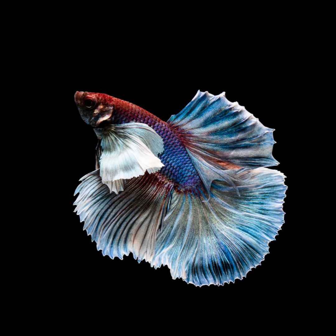 Betta - Double Tail - Assorted
