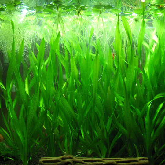 Vallisneria Spiralis (Spiral Vallis) aquarium plant