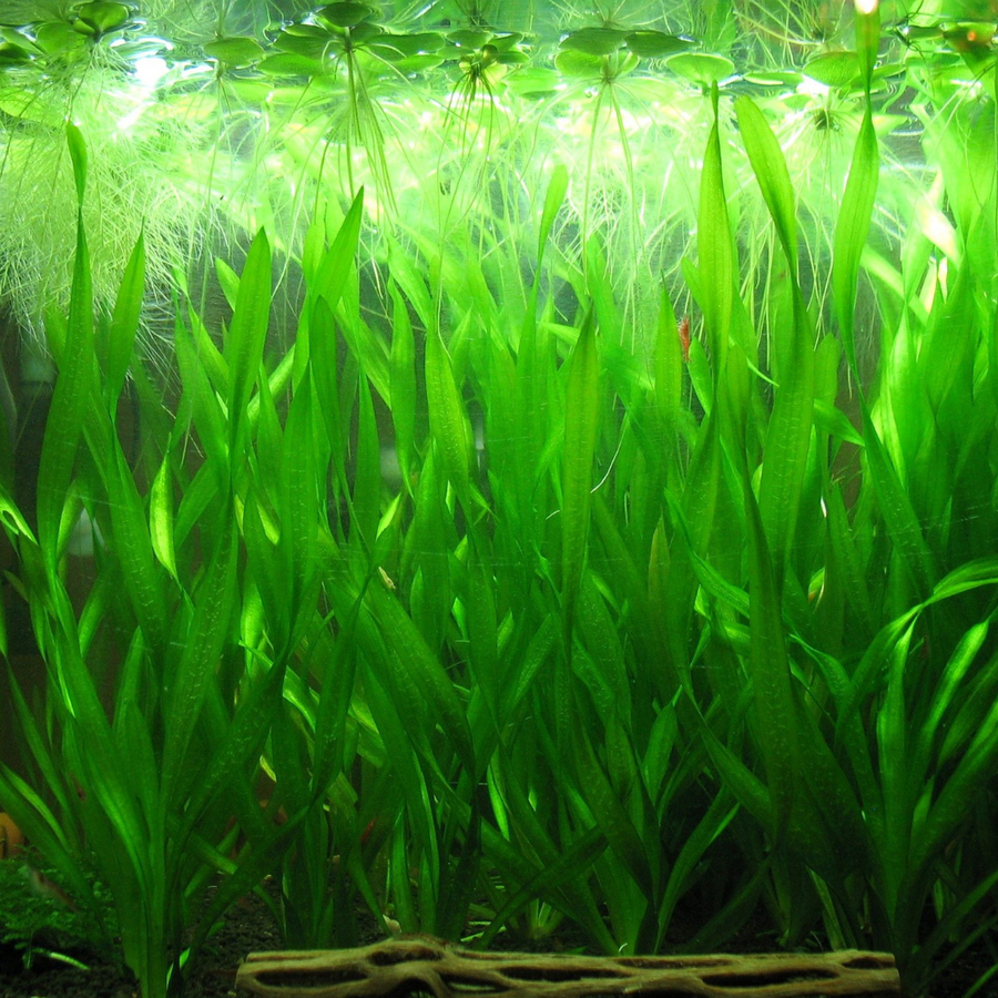 Vallisneria Spiralis (Spiral Vallis) aquarium plant