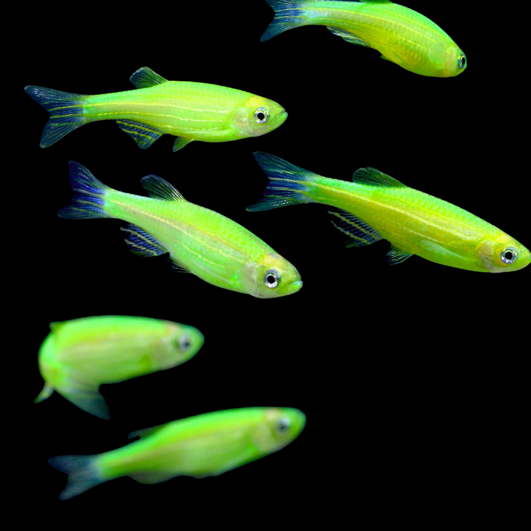 GMO Danio - alternate view 2