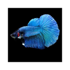 Betta Half Moon - Assorted