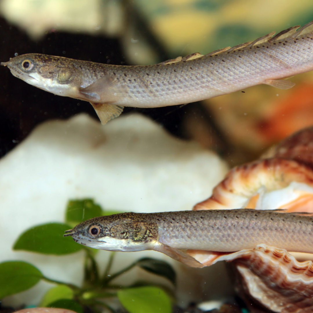 Bichir in a freshwater aquarium