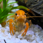 Orange Dwarf Mexican Crayfish