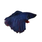 Betta Half Moon - Assorted
