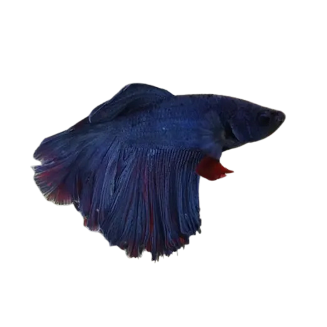 Betta Half Moon - Assorted