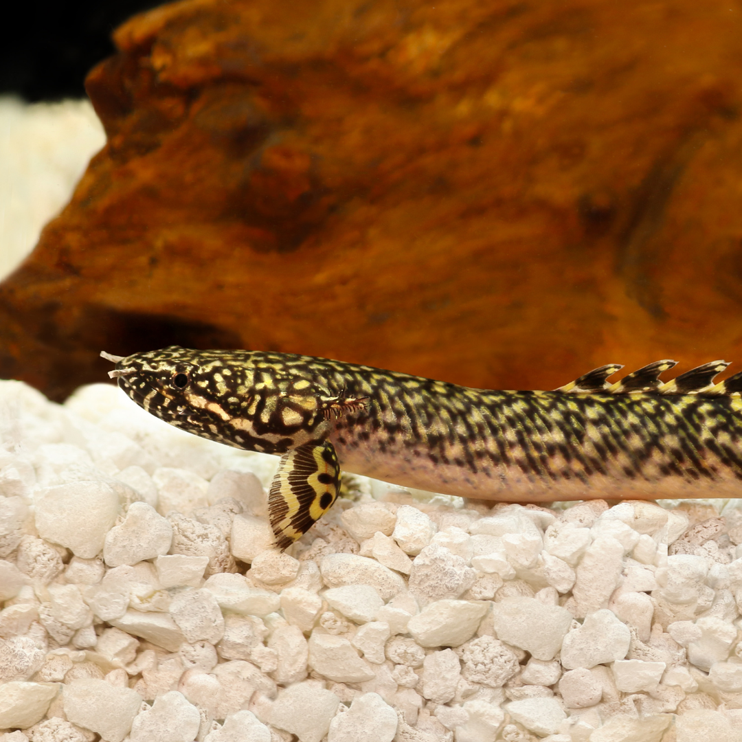 Ornate Bichir