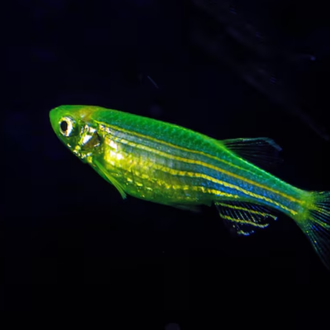 GMO Danio - alternate view 3