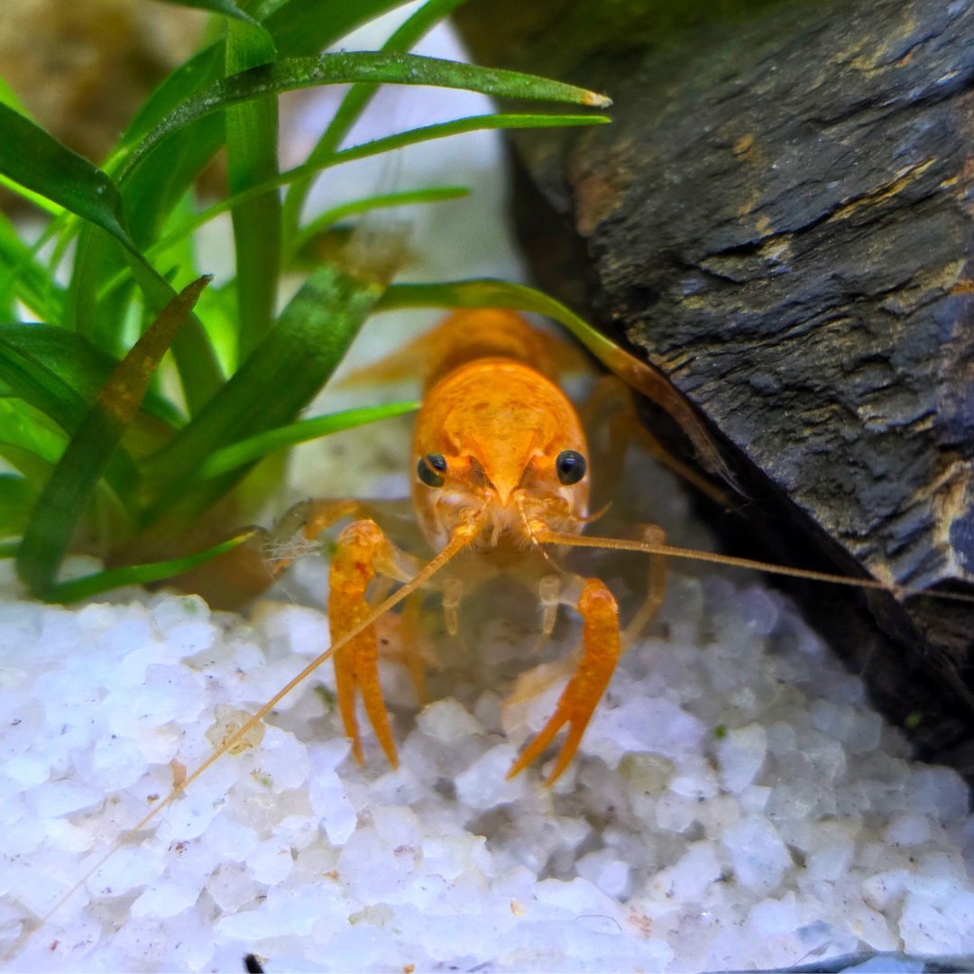 Orange Dwarf Mexican Crayfish