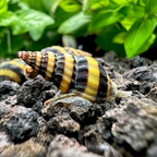 Assassin Snail - alternate view 2