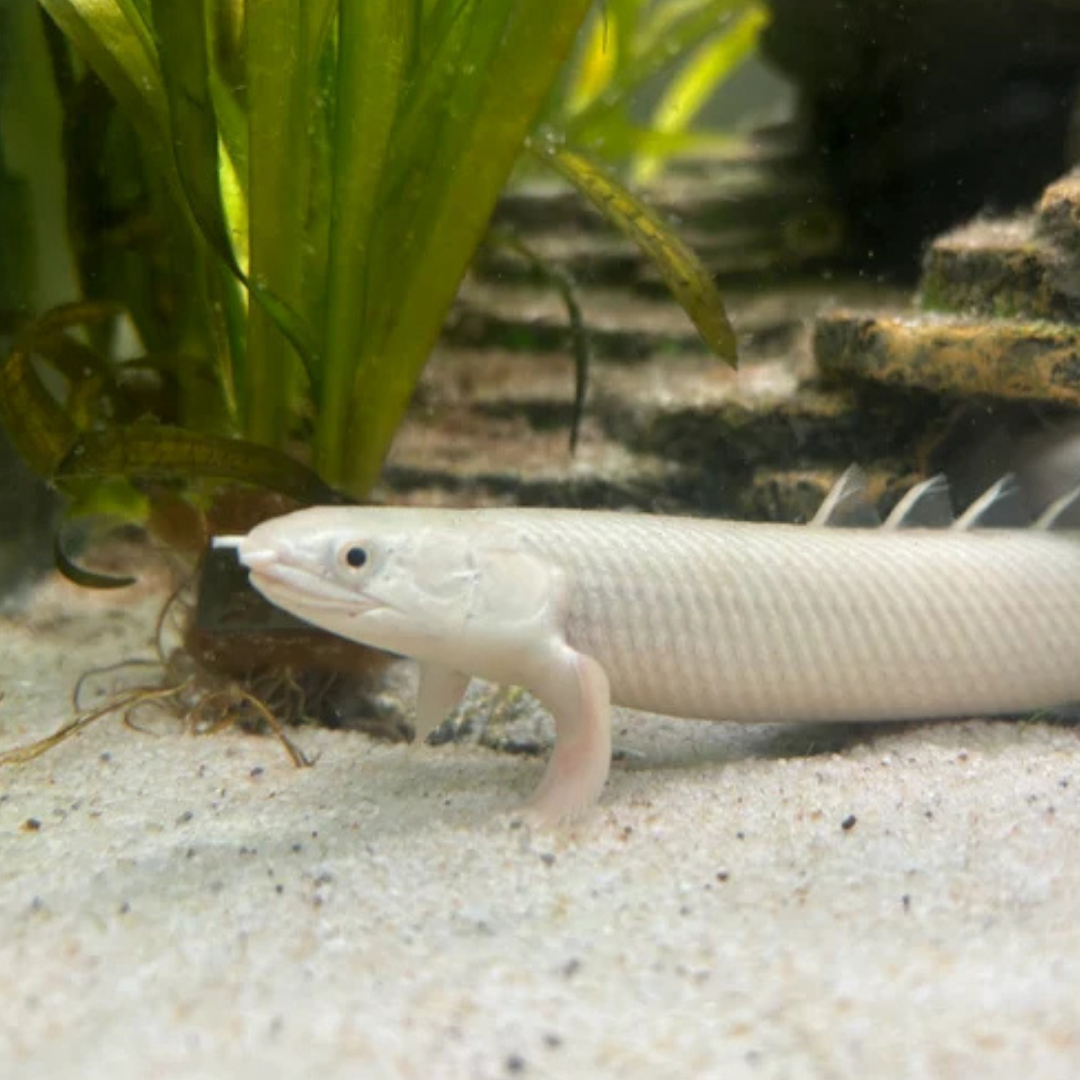 Platinum Bichir