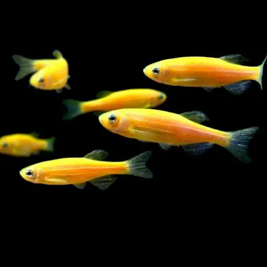 South American tetra in a freshwater aquarium