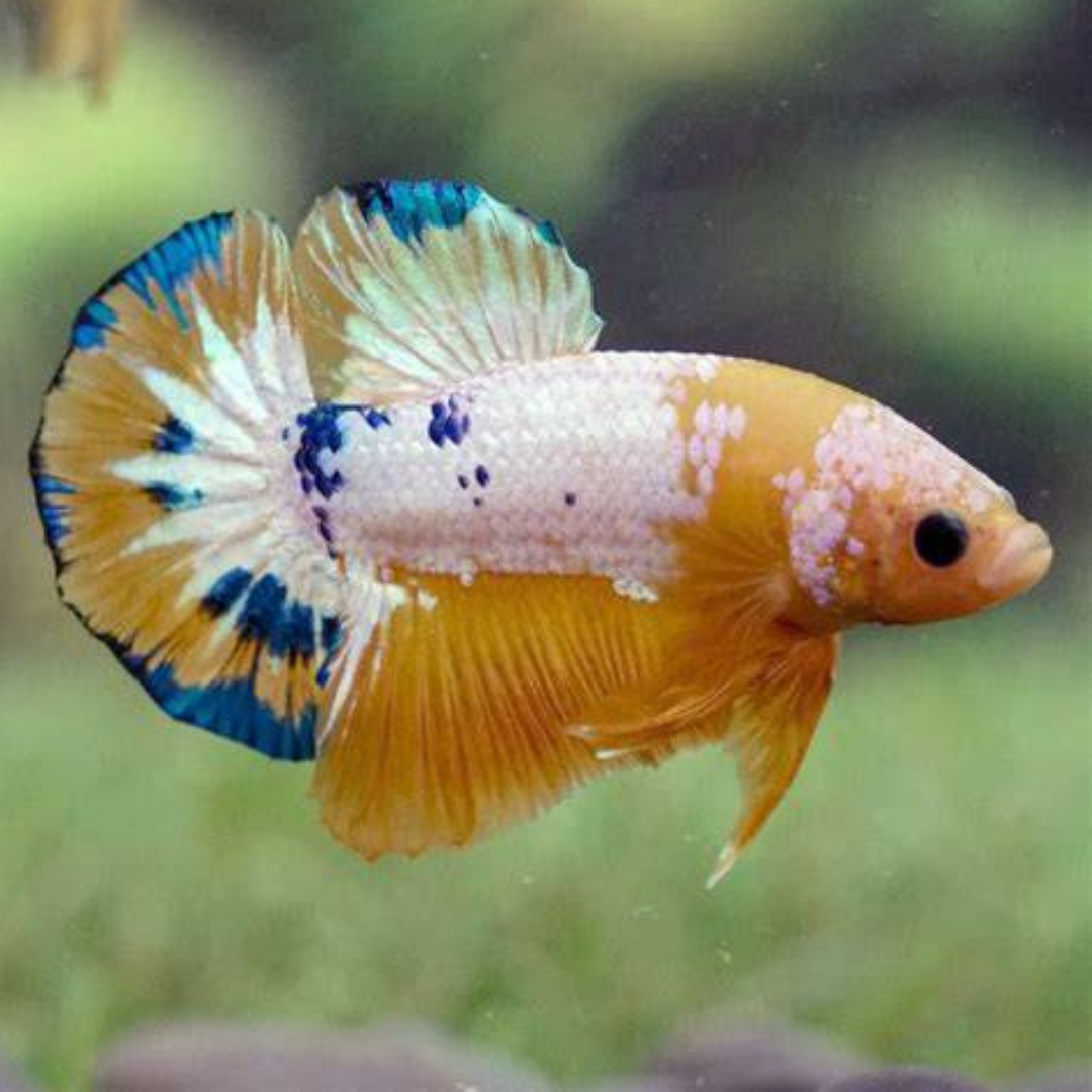 Plakat Betta - Assorted