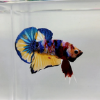 Plakat Betta - Assorted