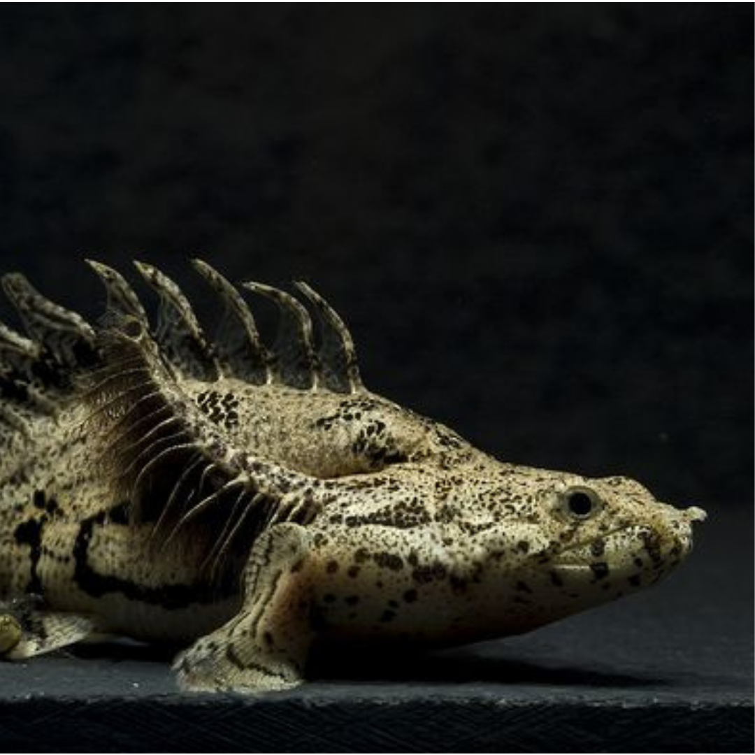 Saddled Bichir