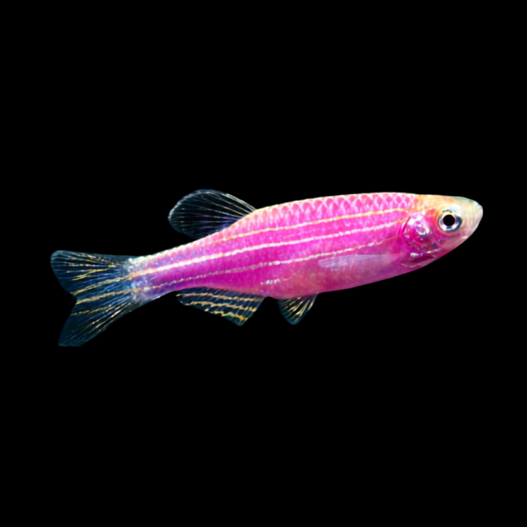 GMO Danio - alternate view 5