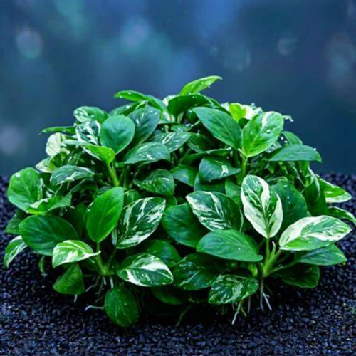 Anubias Jade aquarium plant