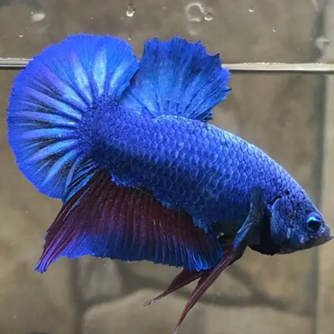 Plakat Betta - Assorted