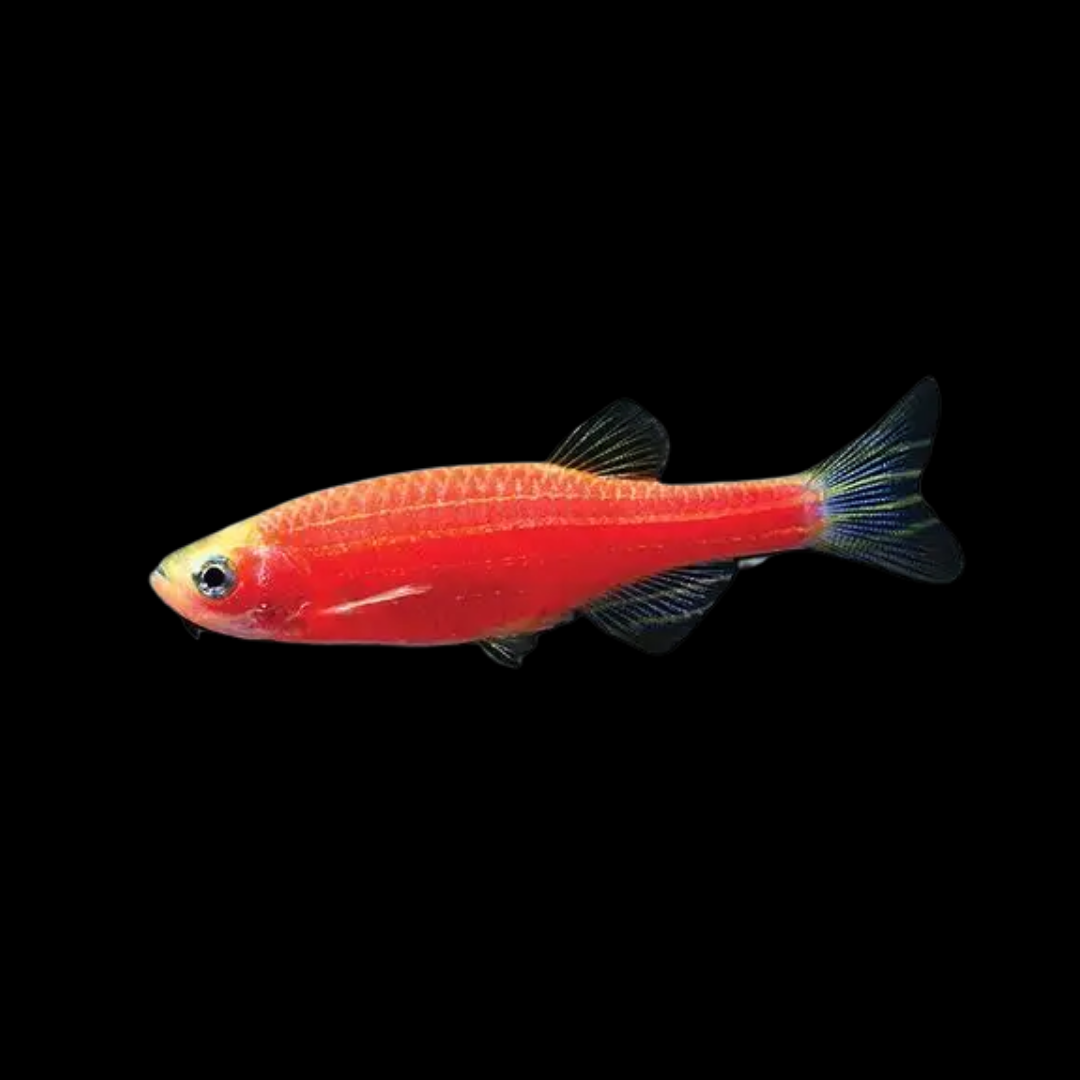 GMO Danio - alternate view 6