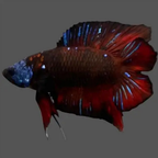 Plakat Betta - Assorted